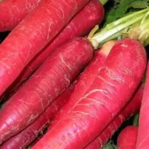 Radish Health Benefits: मूली खाने के फायदे और नुकसान यहां जानिए